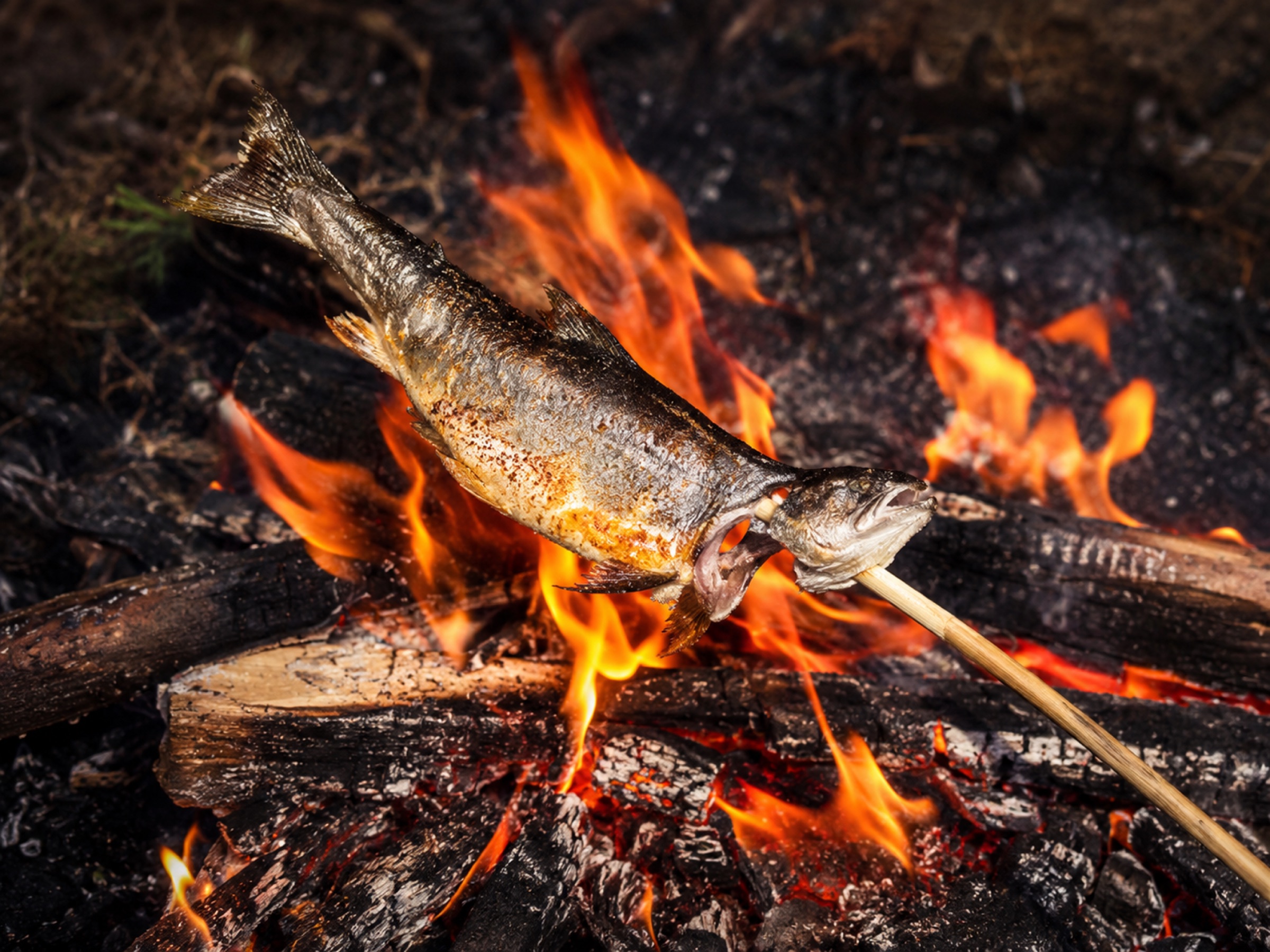 Forelle am Spieß über dem Lagerfeuer in der Hütte an der Sulm