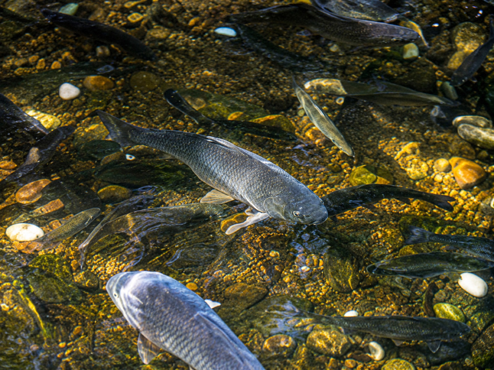 Bachforellen im klaren Wasser des Sulmtal-Bachsystems